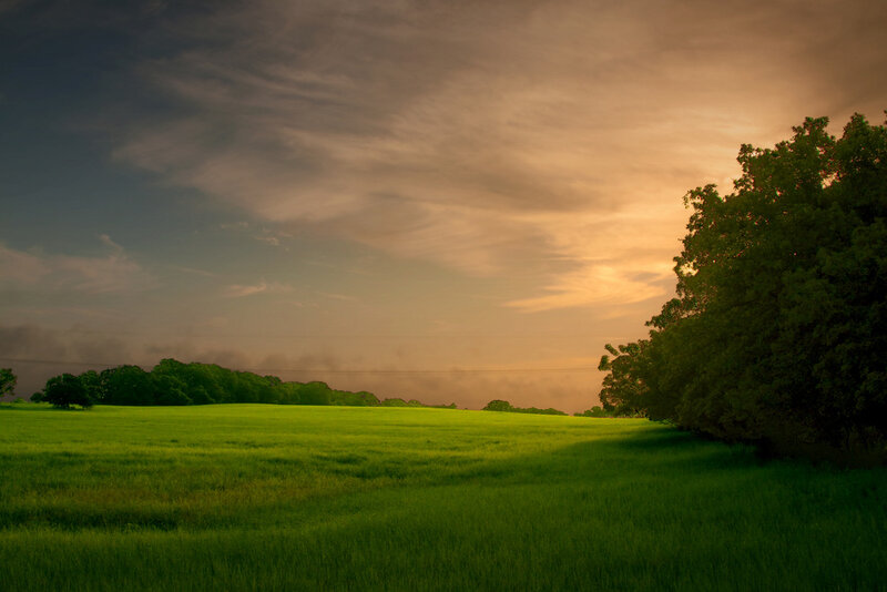 Green Field at Sunset — Serene, Photograph, Trees