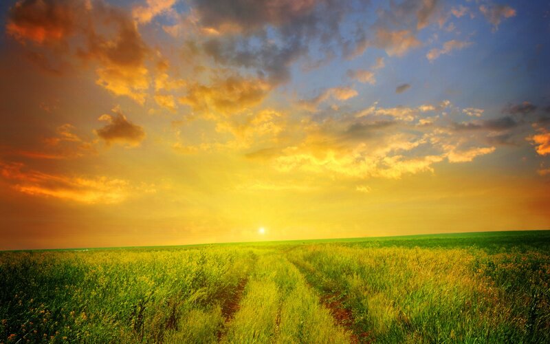 Green Field at Sunset — Yellow, Serene, Photograph