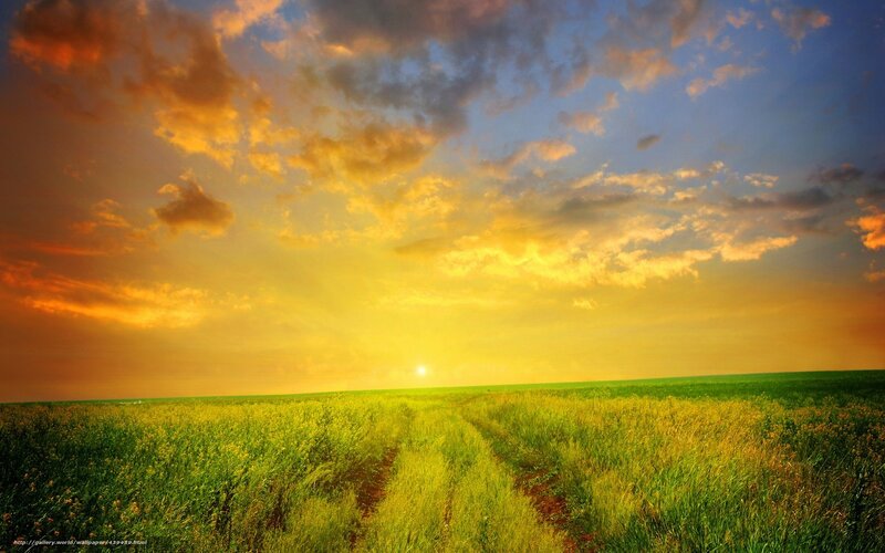 Green Field at Sunset — Yellow, Serene