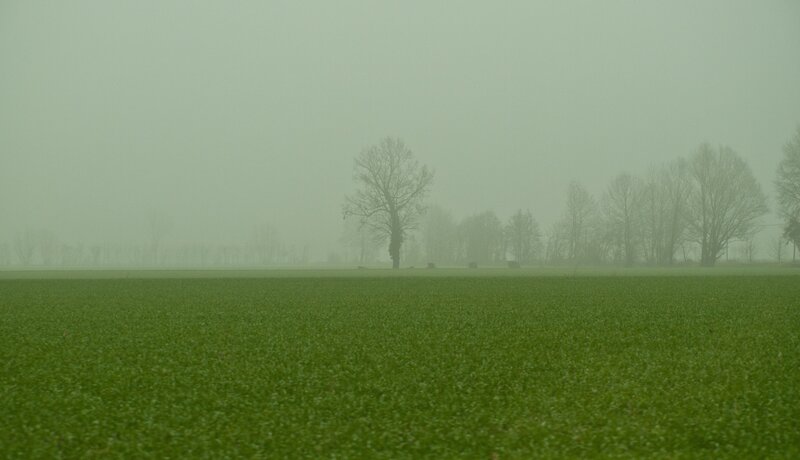 Green Field in Fog — Misty