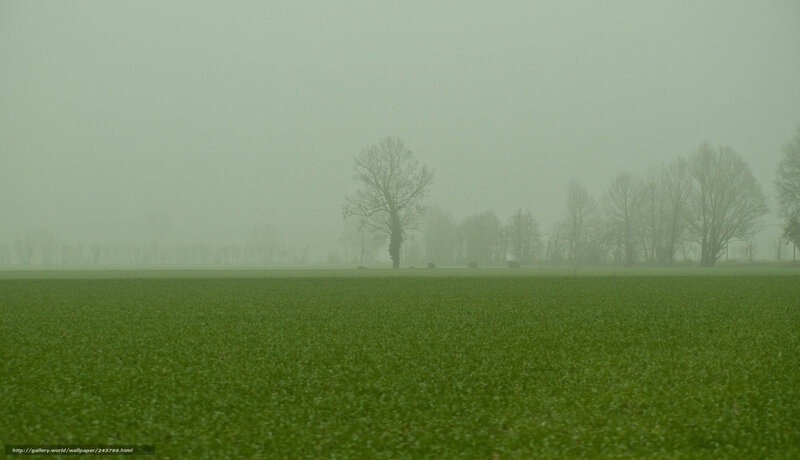Green Field in Fog