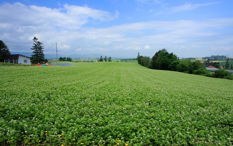Green Field of Buckwheat — Serene