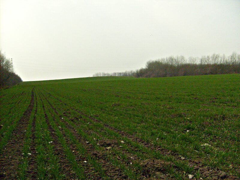 Green Field of Crops — Calm