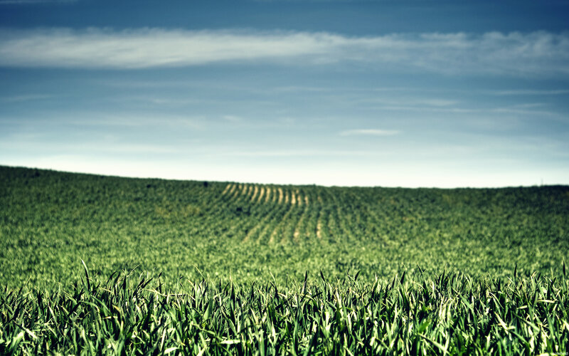 Green Field of Crops — Serene, Afternoon, Photograph, Sky