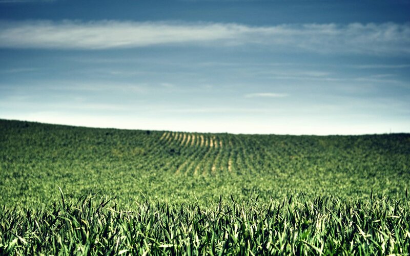 Green Field of Crops — Serene, Afternoon, Photograph