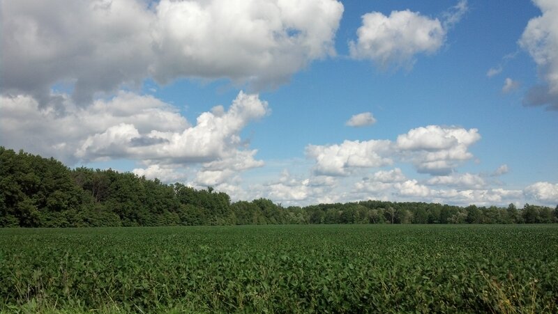 Green Field of Crops — Serene, Afternoon, Photograph, Trees, Clouds