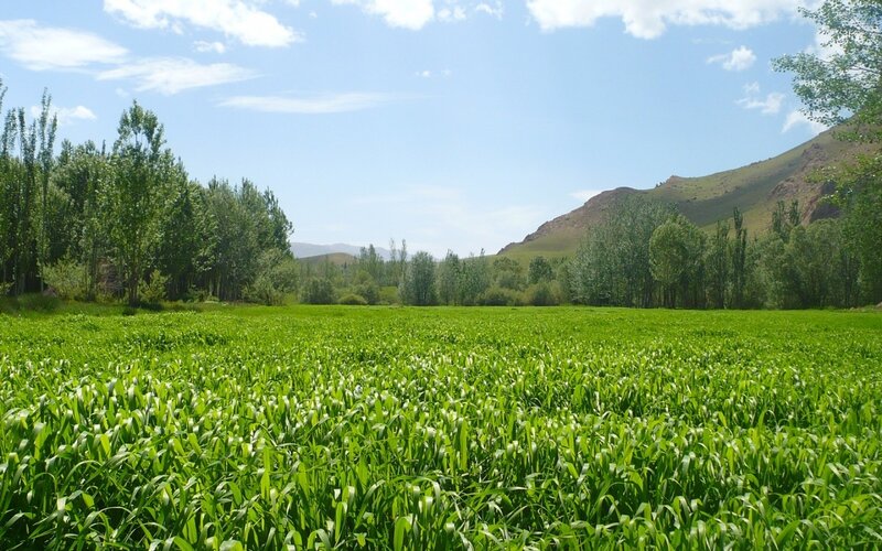 Green Field of Crops — Serene