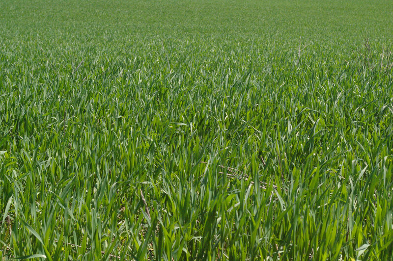 green field of grass
