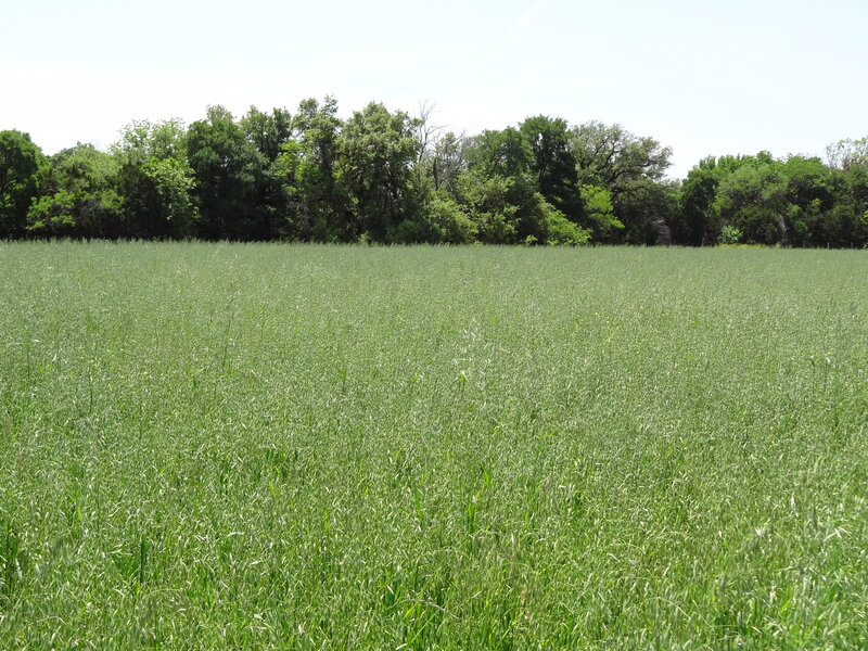 Green Field of Grass — Serene
