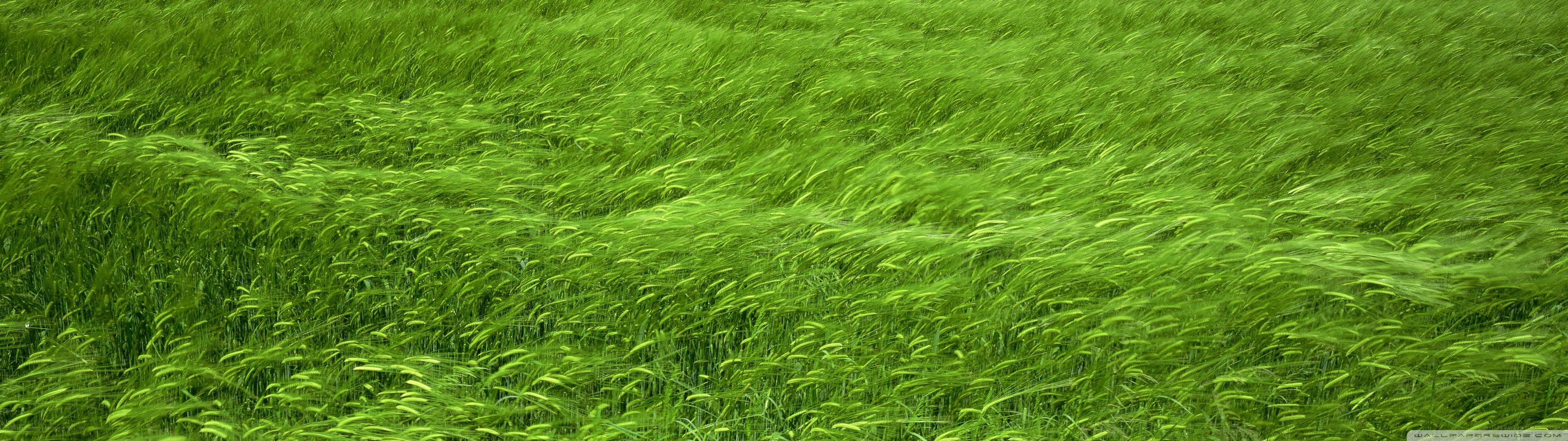 Green field of grass