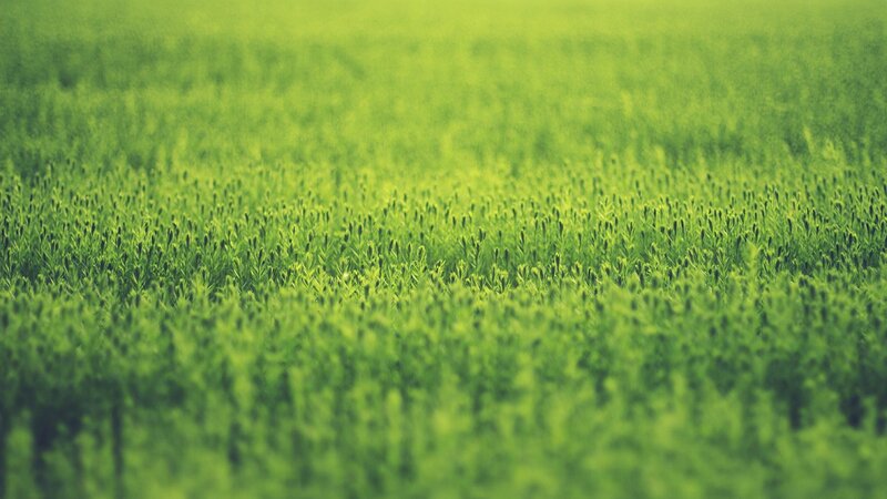 green field of plants