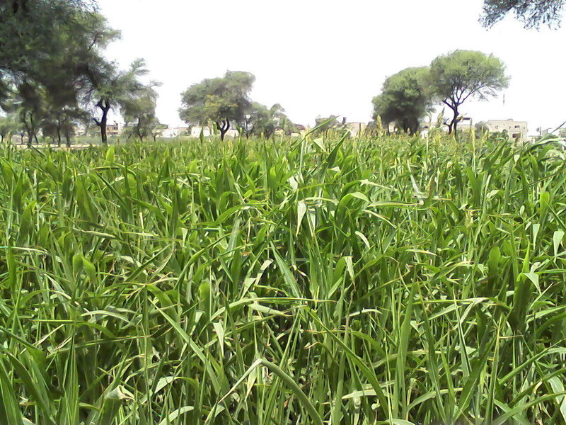 Green field of tall grass