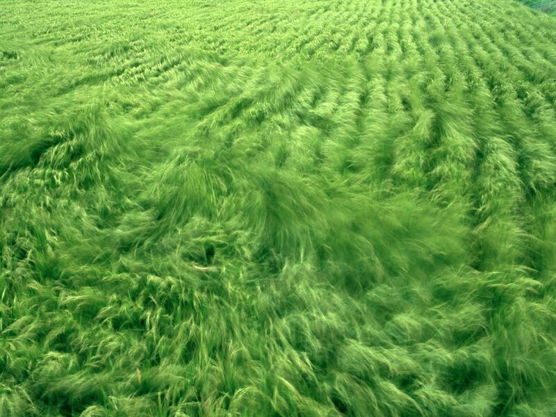 Green field of wheat