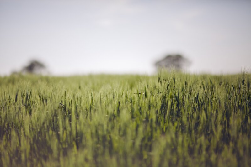 green field of wheat