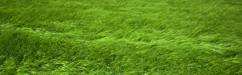 Green field of wheat