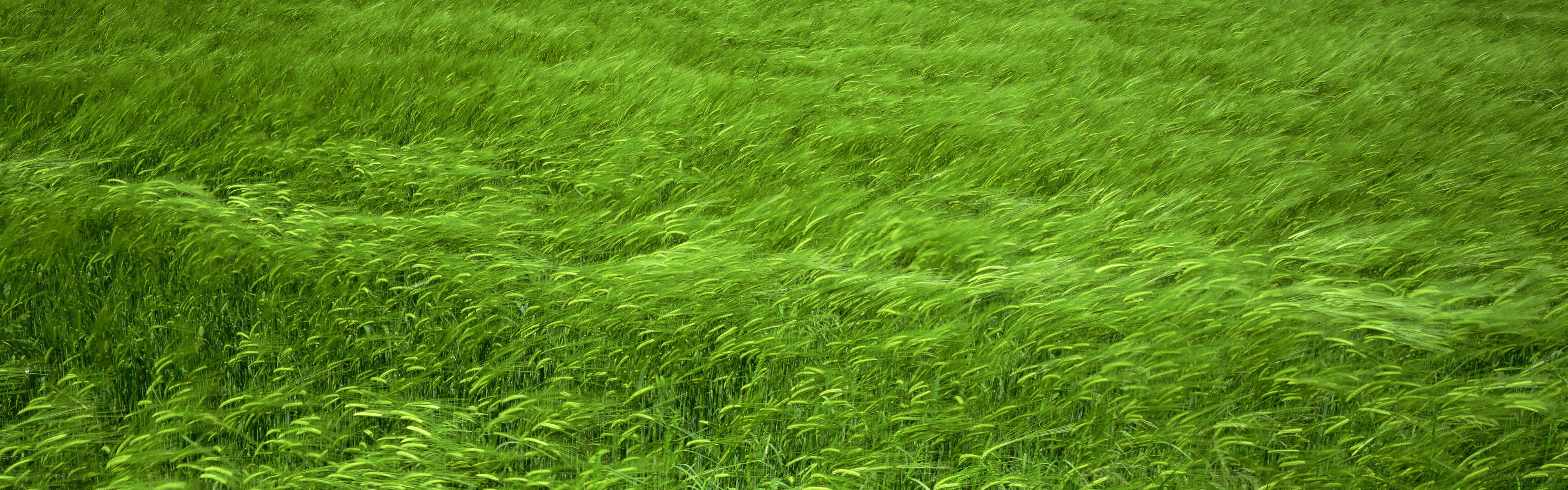 Green field of wheat