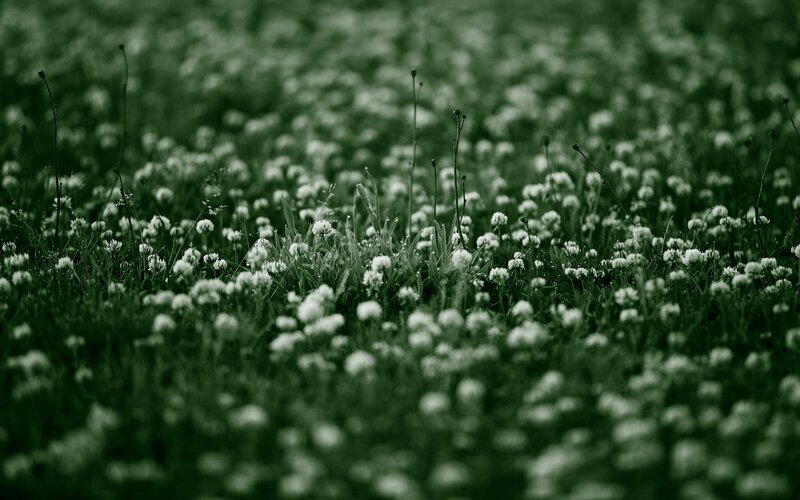 green field of white flowers