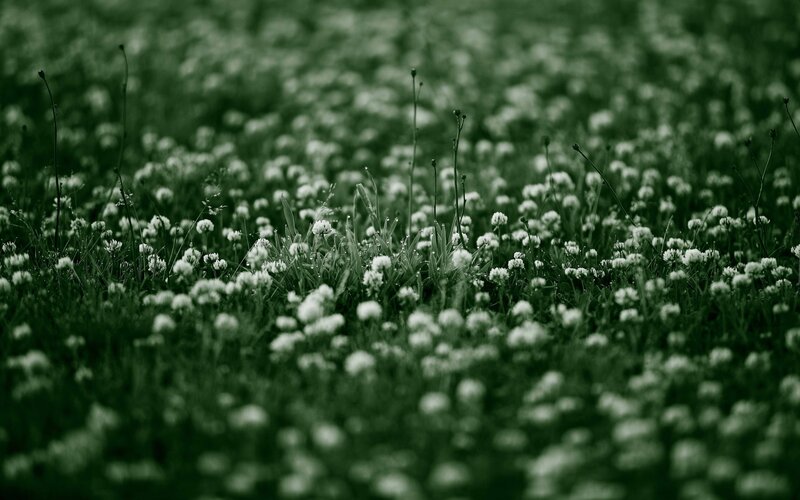 green field of white flowers