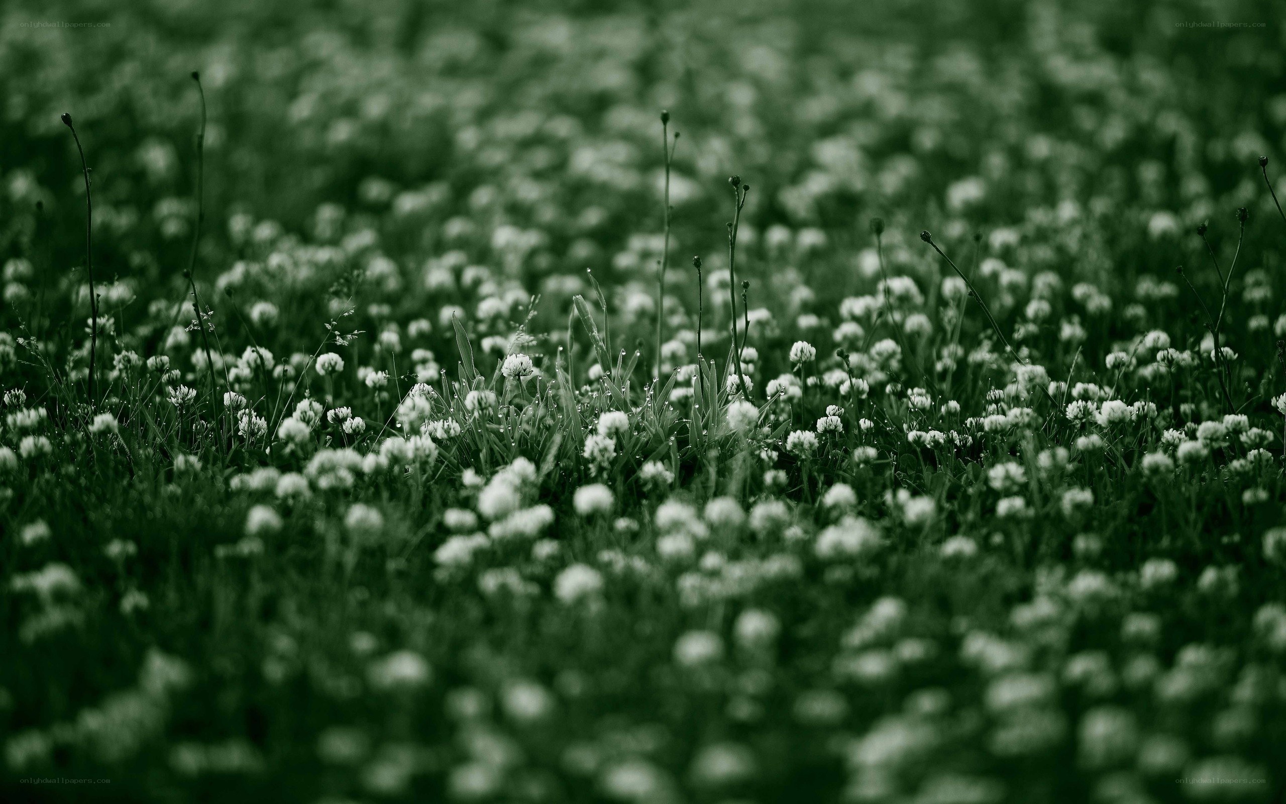 green field of white flowers