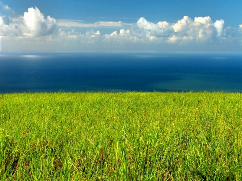 Green field overlooking the ocean