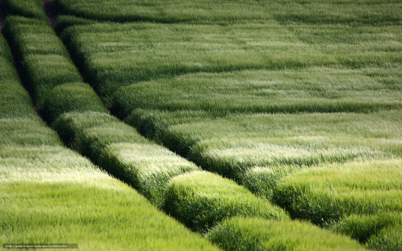 Green Field Patterns