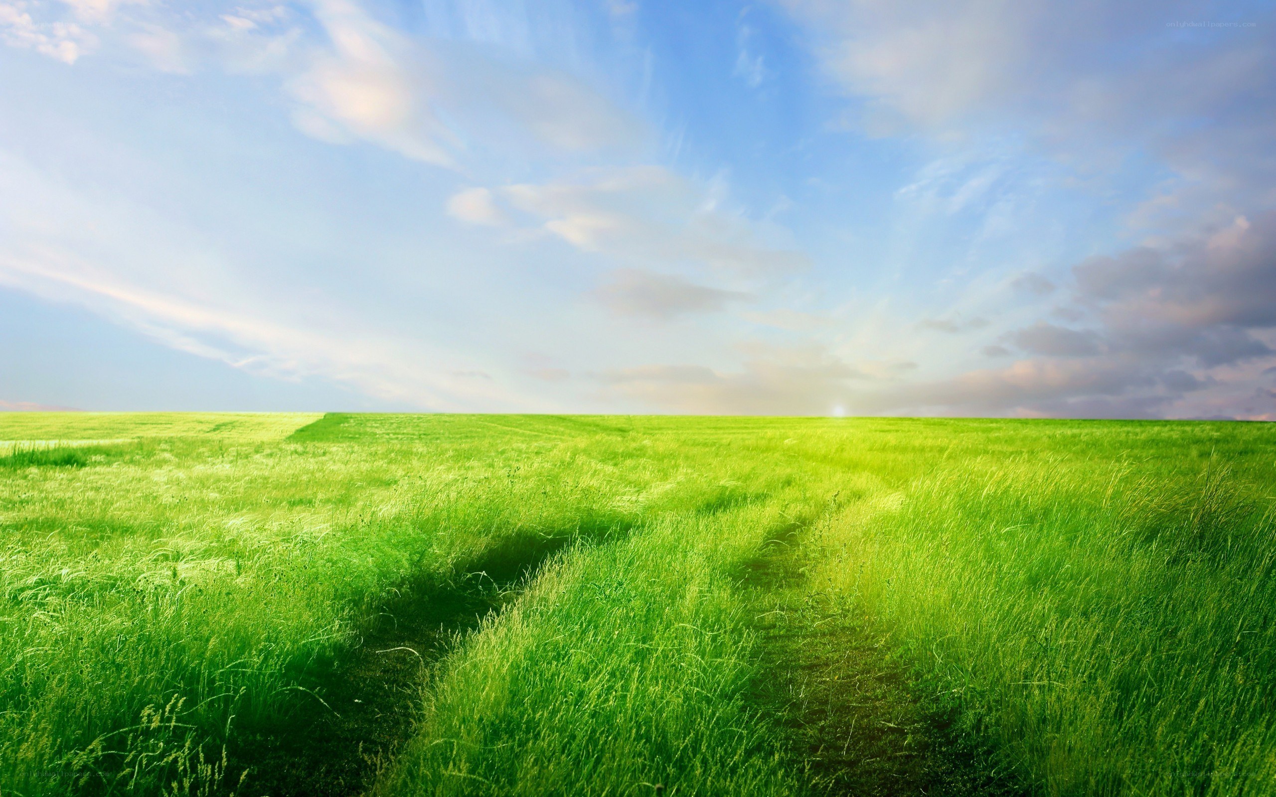 Green field under blue sky