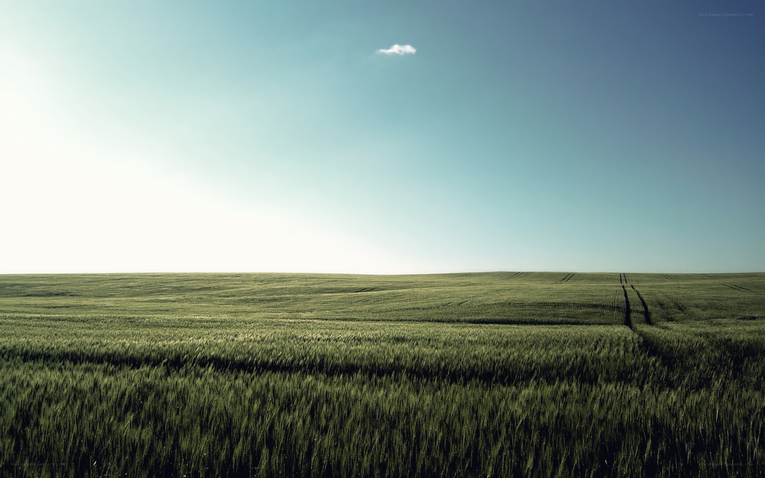 Green field under blue sky
