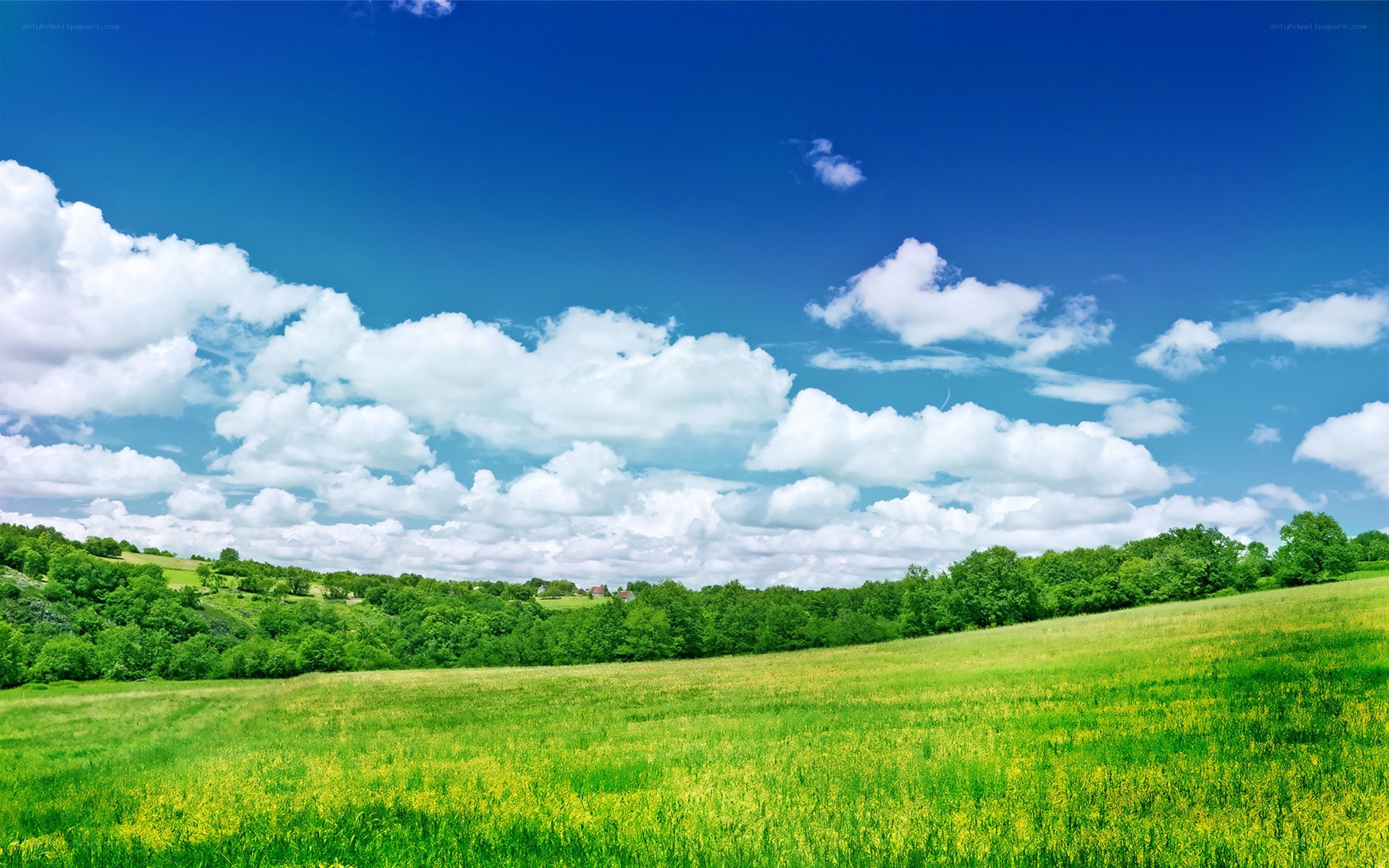 Green field under blue sky