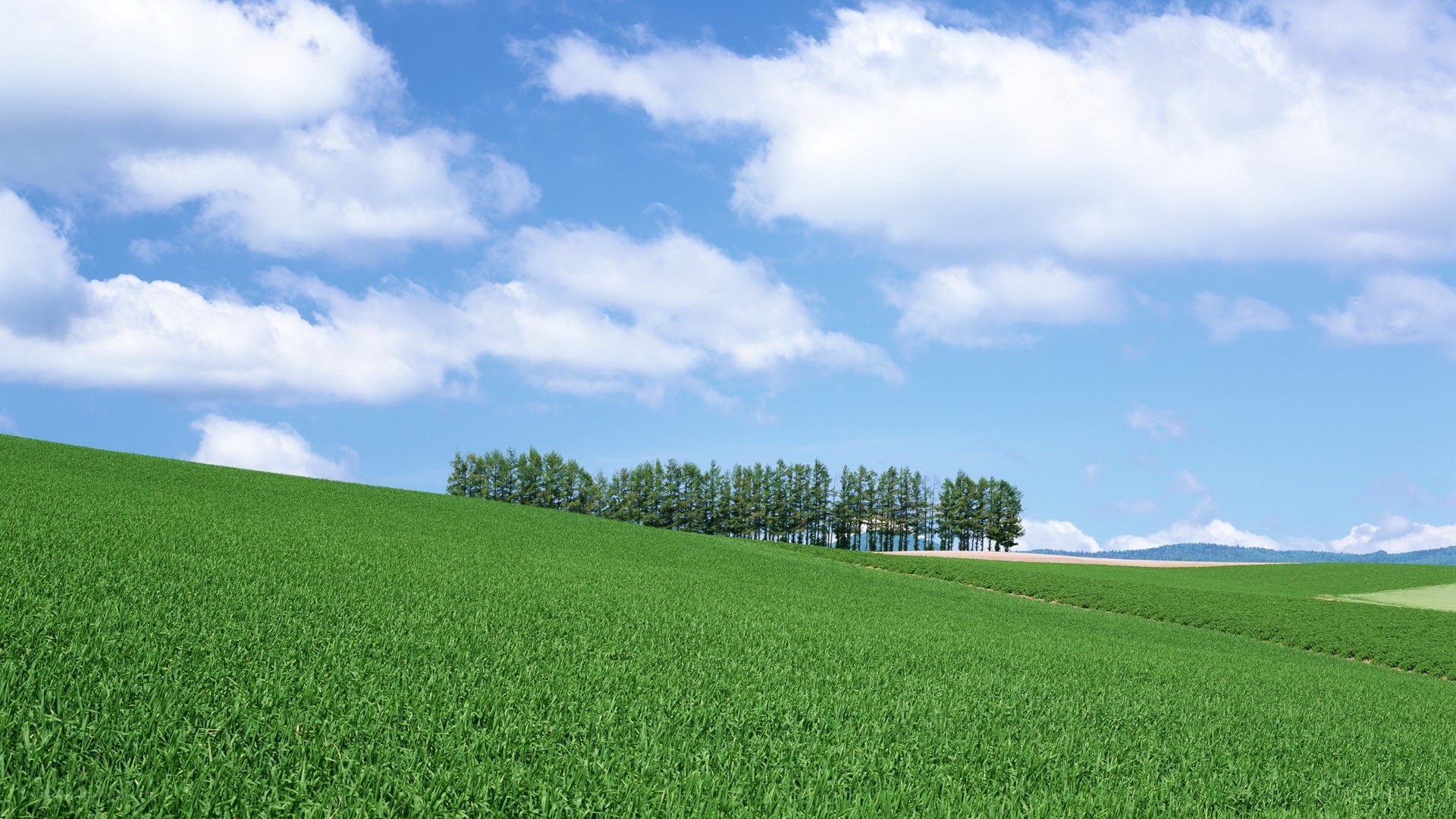 Green field under blue sky
