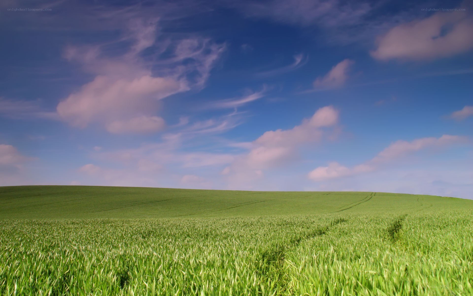 Green field under blue sky