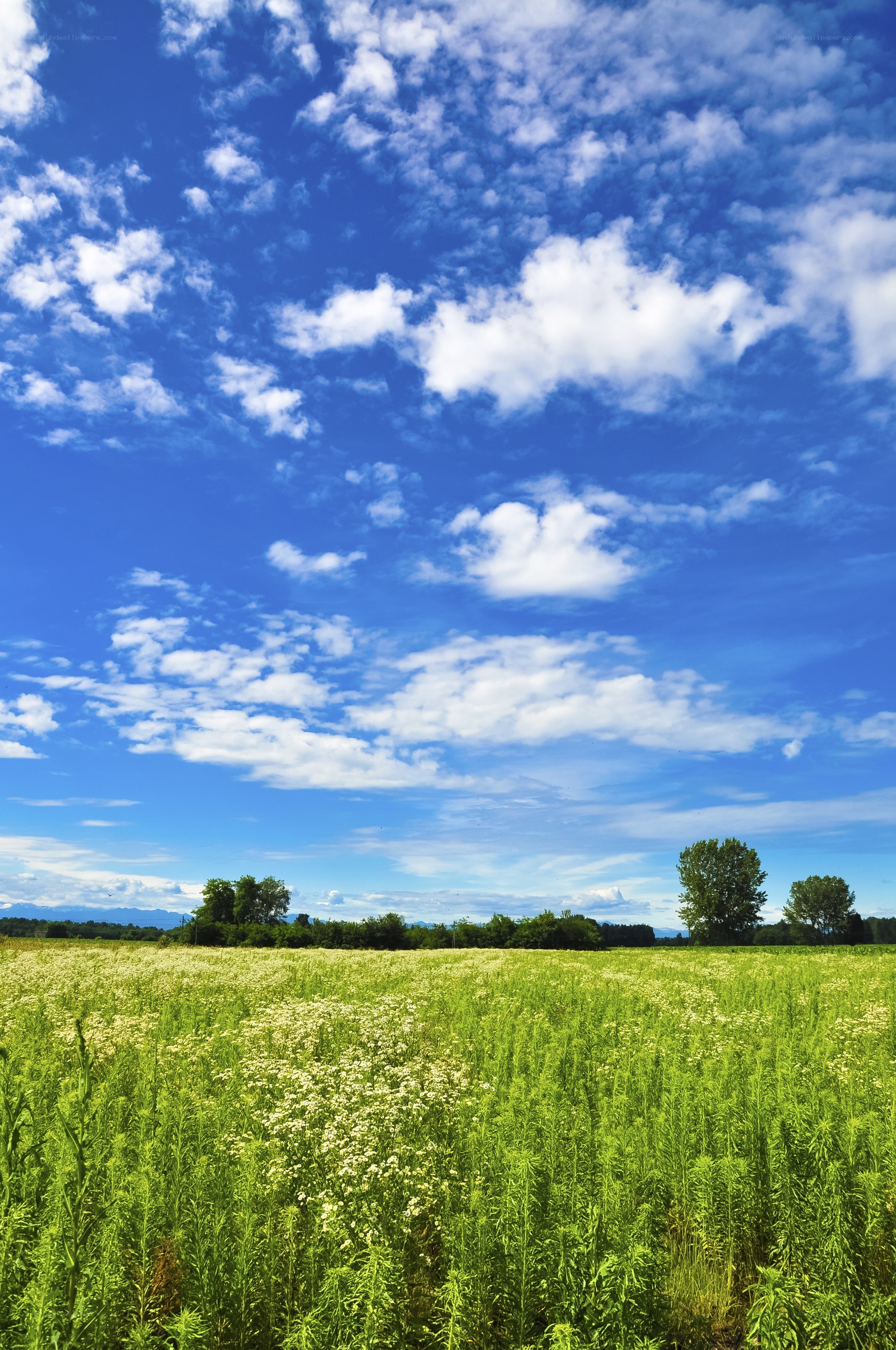 Green field under blue sky