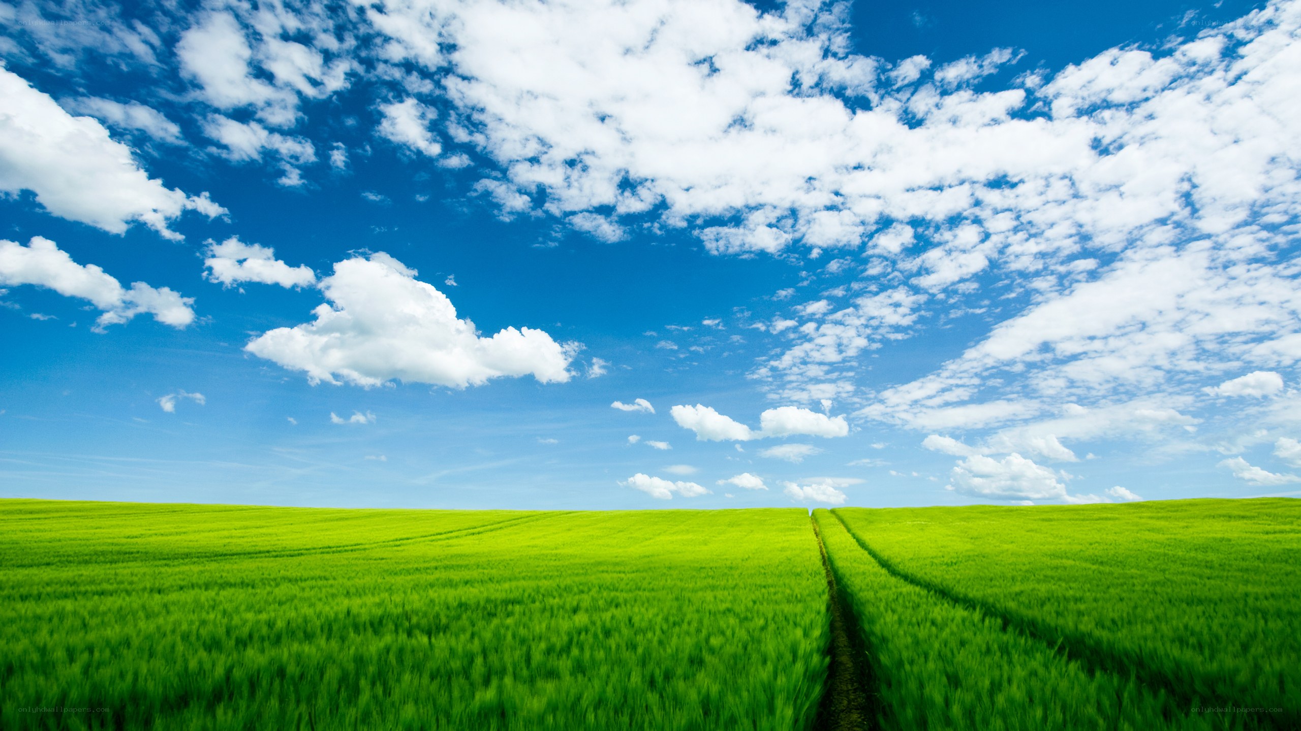 Green field under blue sky