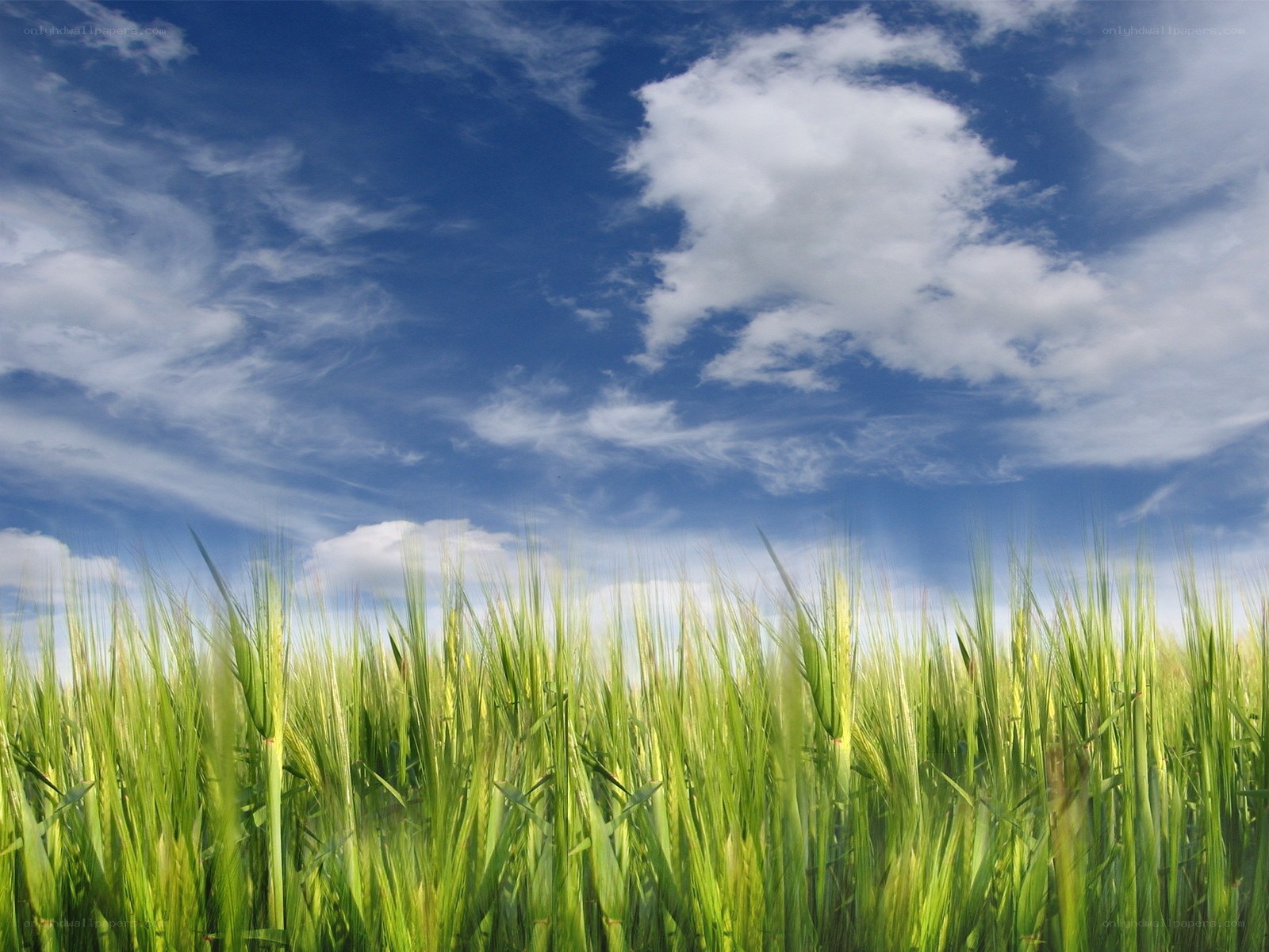 Green field under blue sky