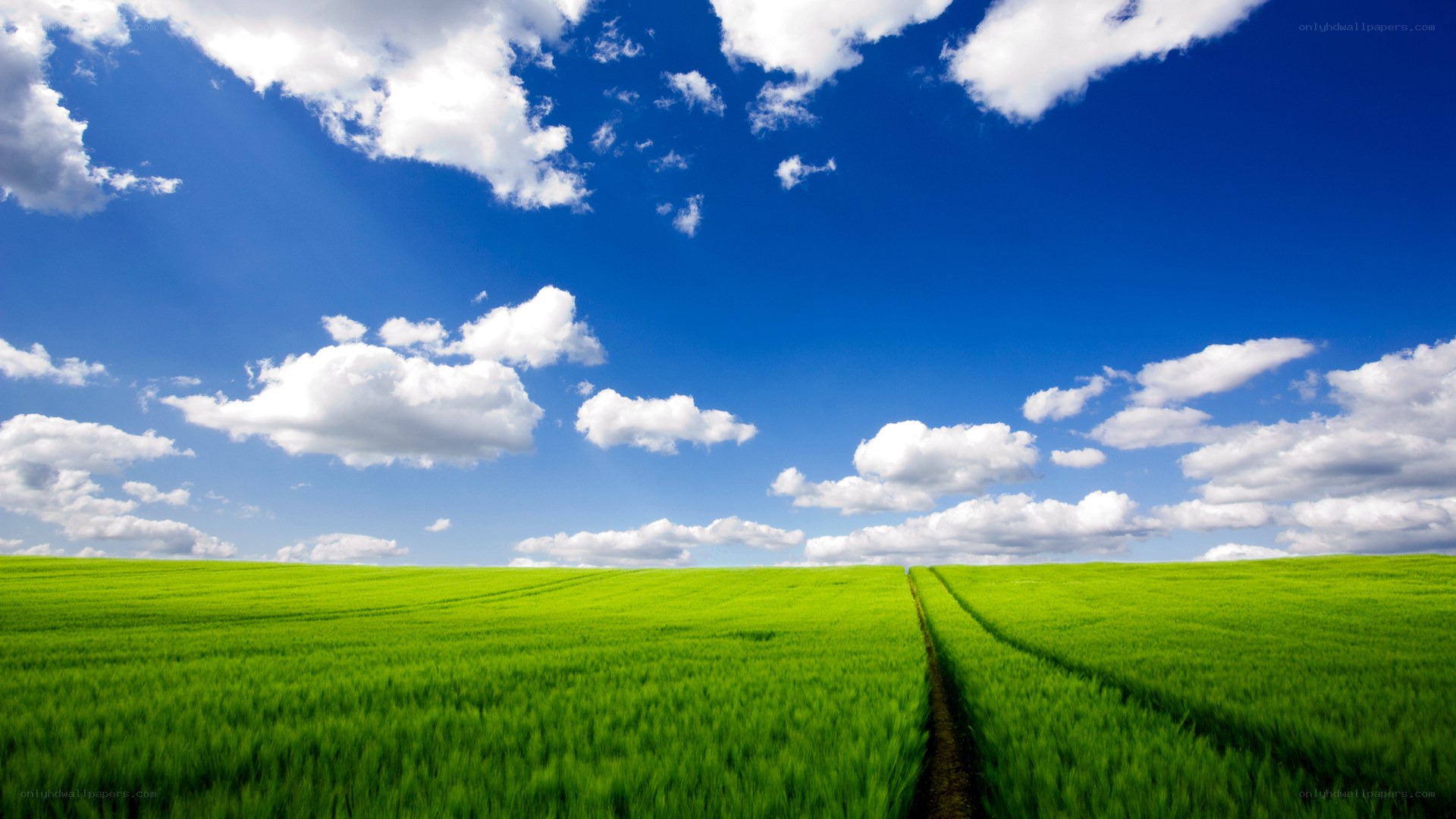 Green field under blue sky