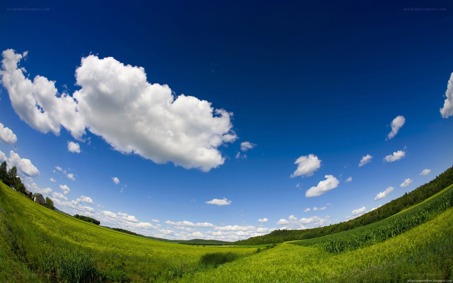 Green field under blue sky