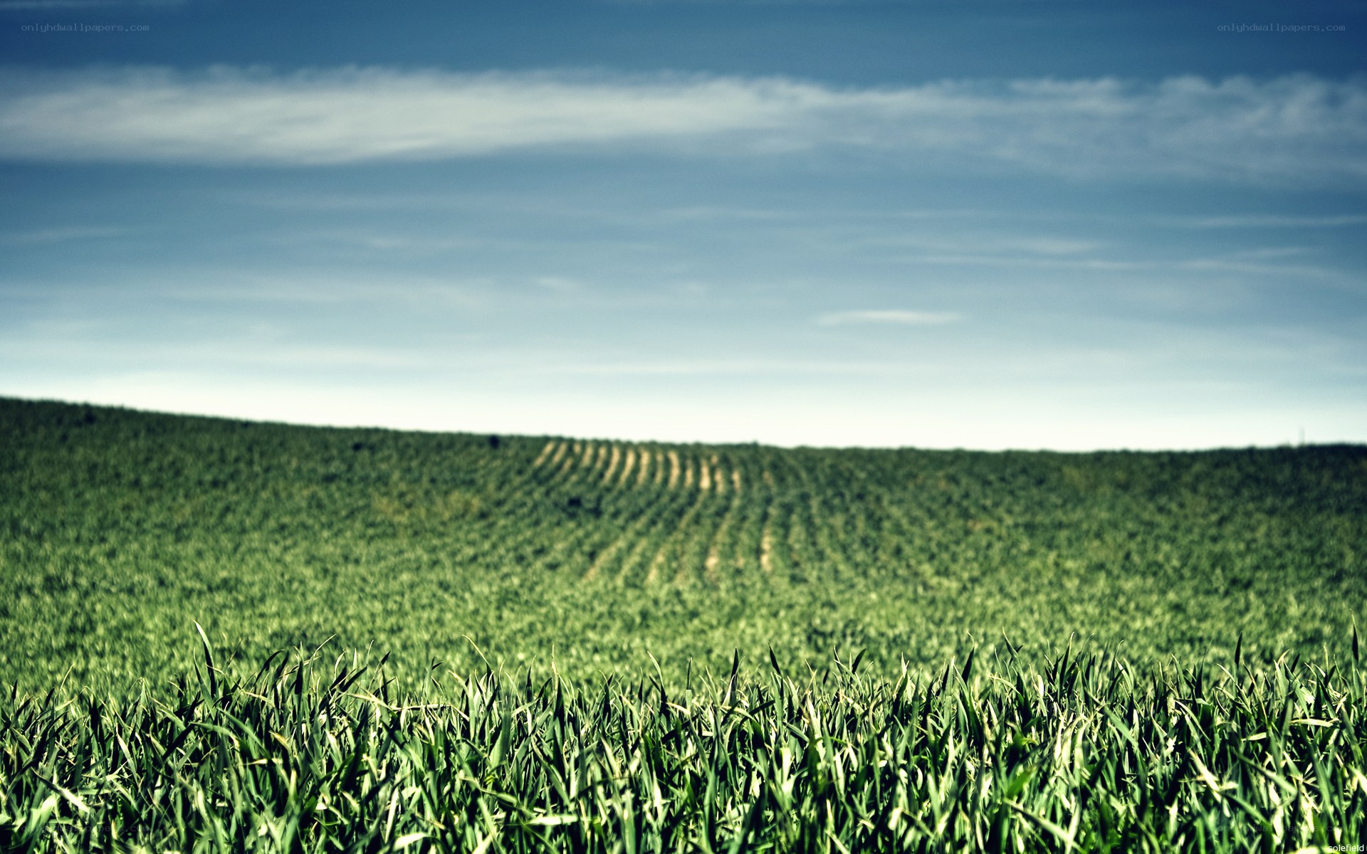 Green field under blue sky