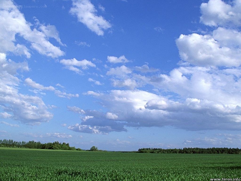 Green field under blue sky