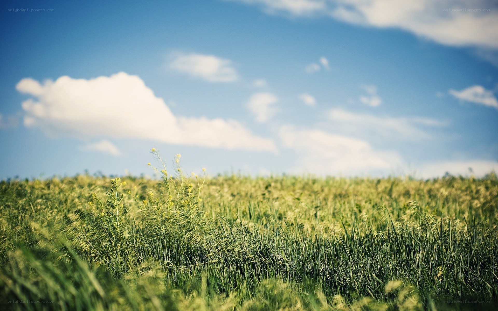 green field under blue sky