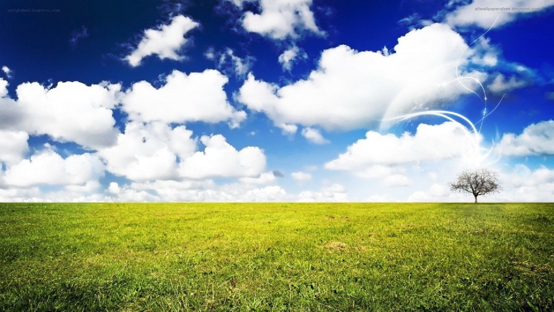 Green field under blue sky