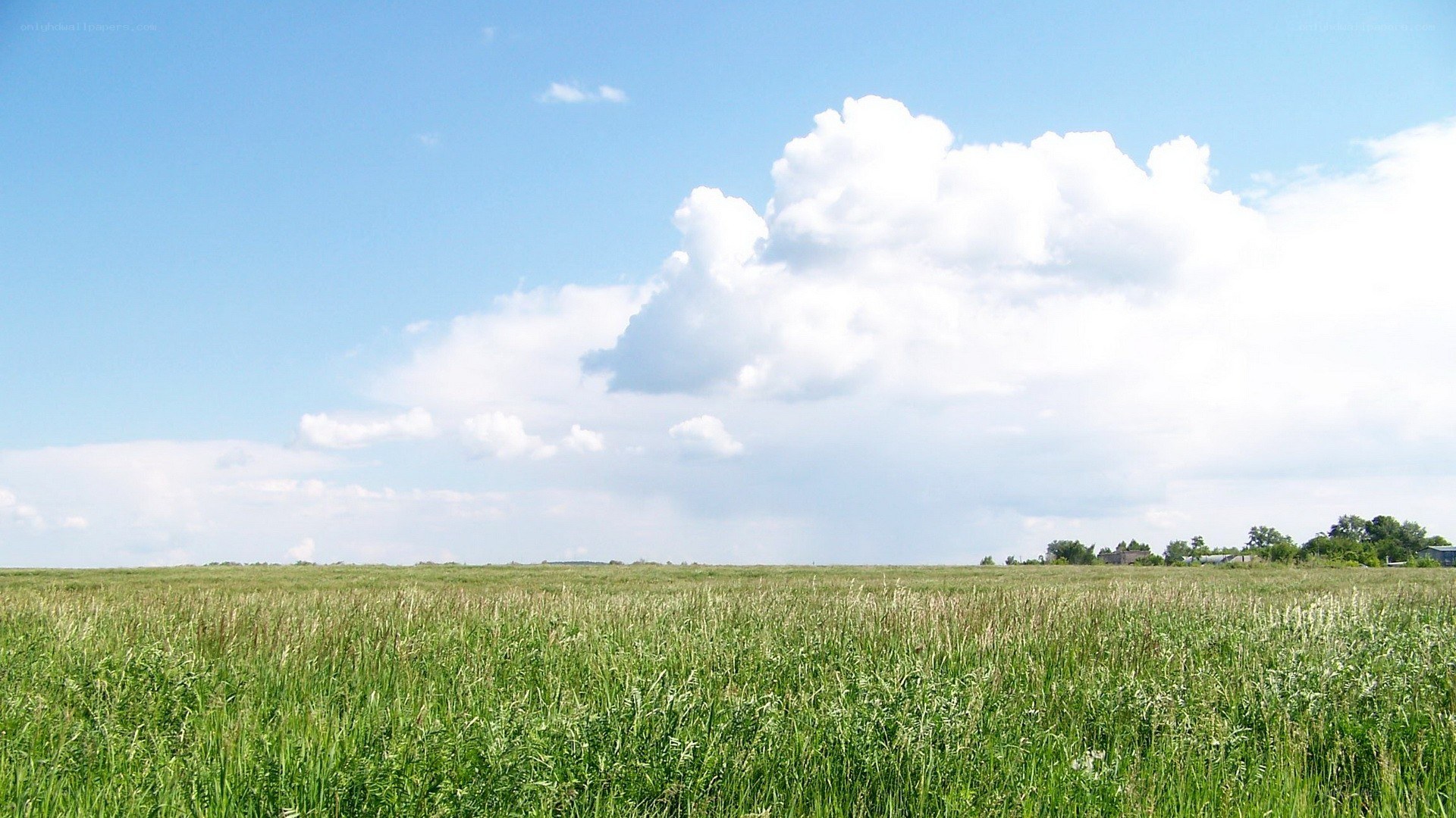 Green field under blue sky