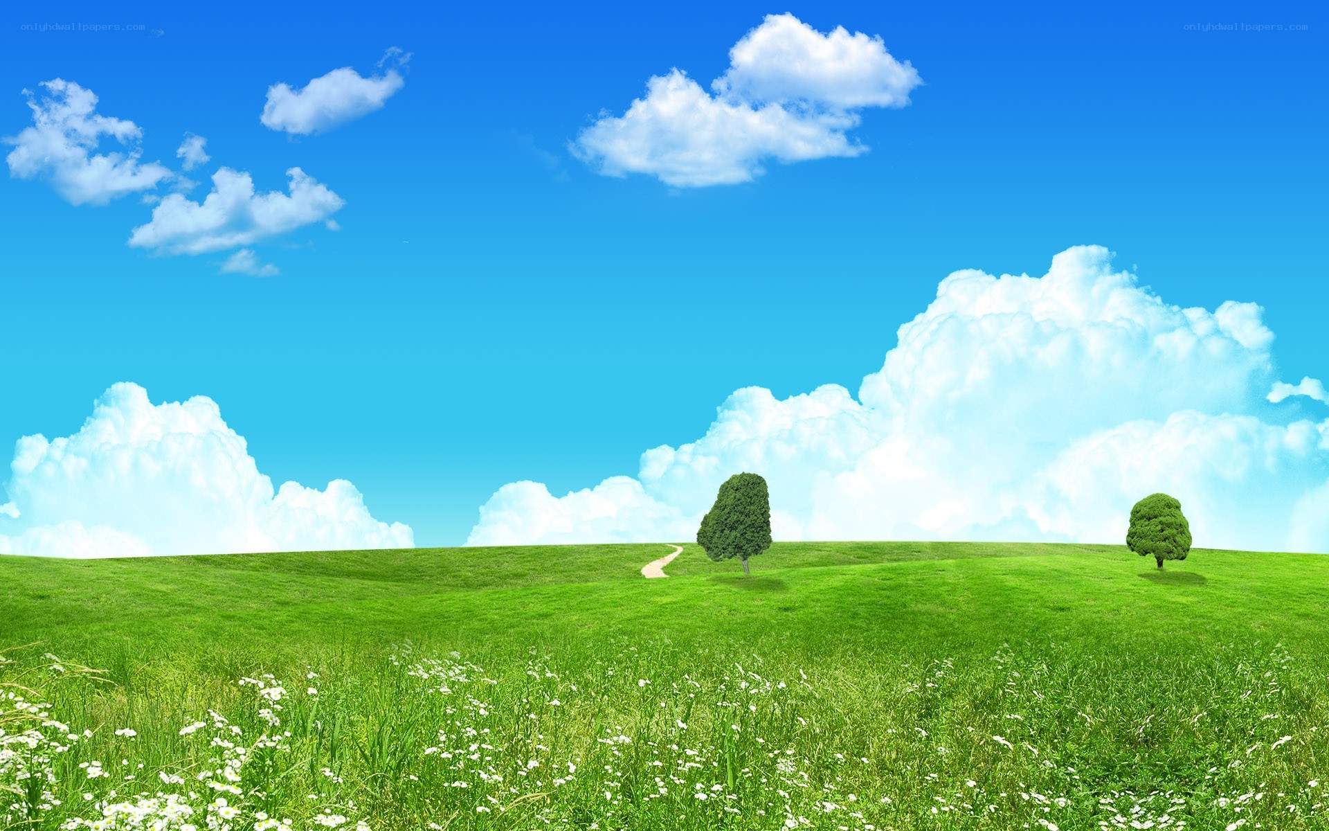 Green field under blue sky