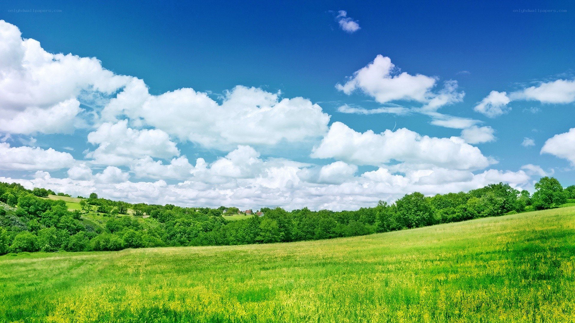 Green field under blue sky