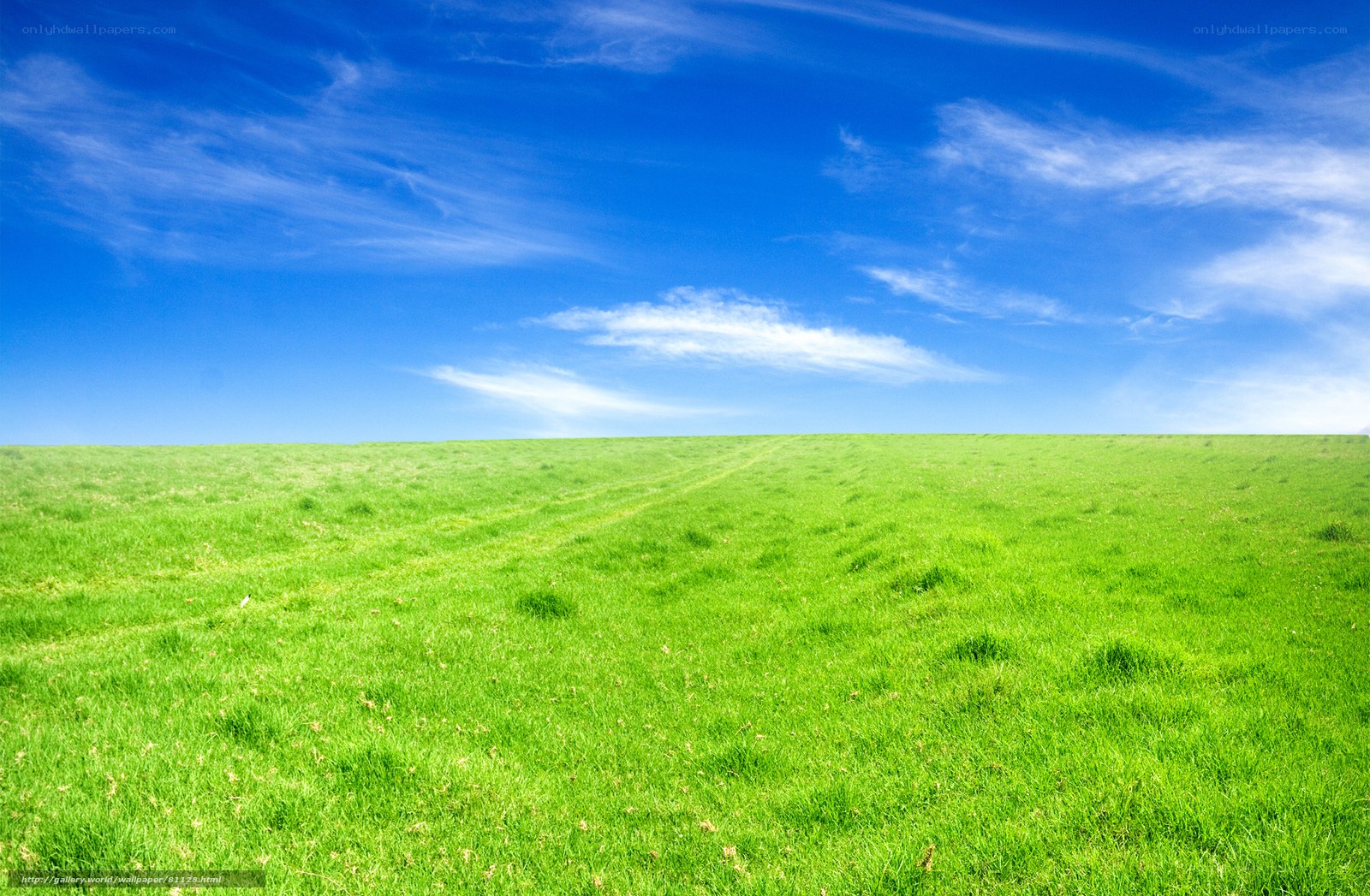Green field under blue sky