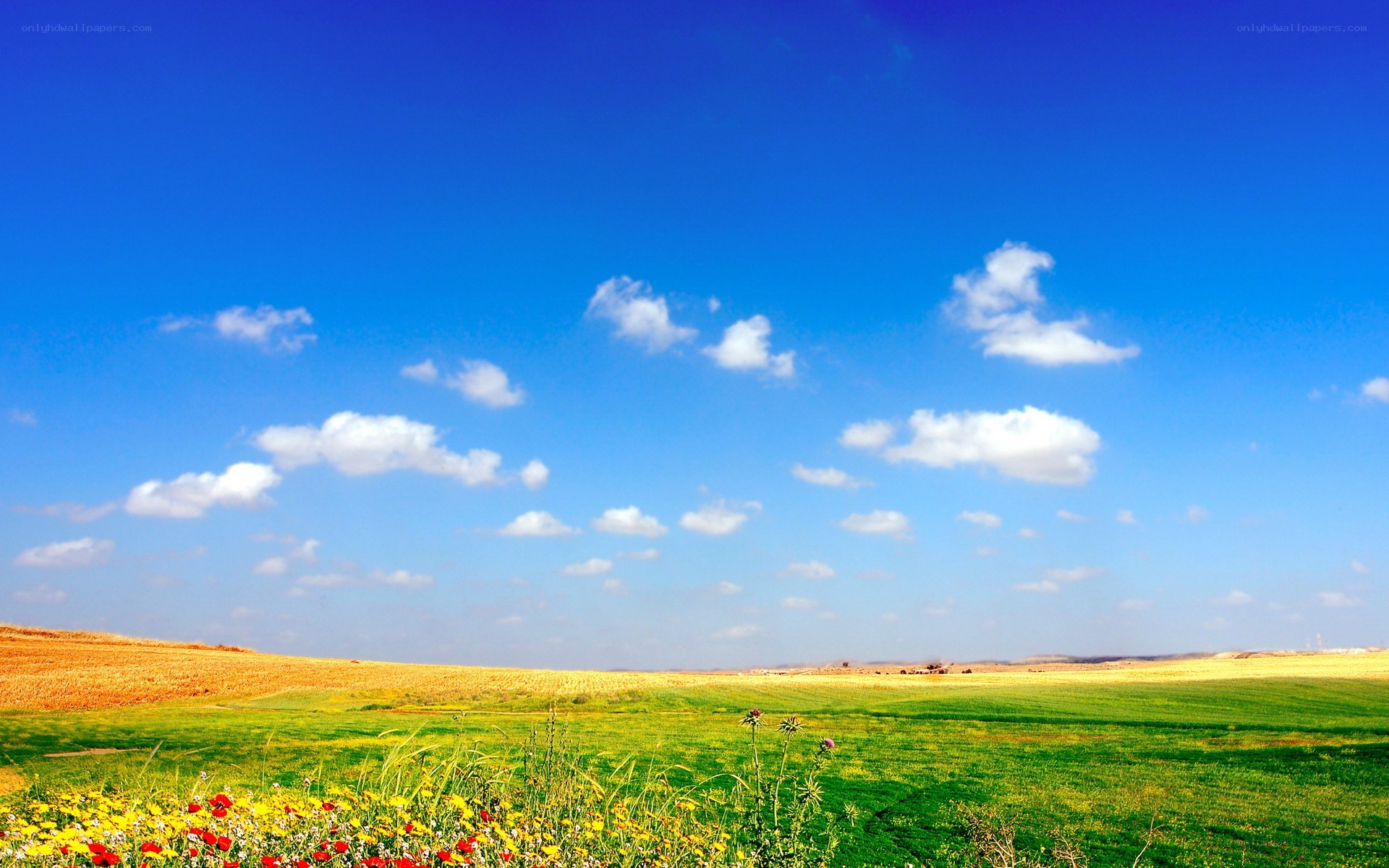 Green field under blue sky