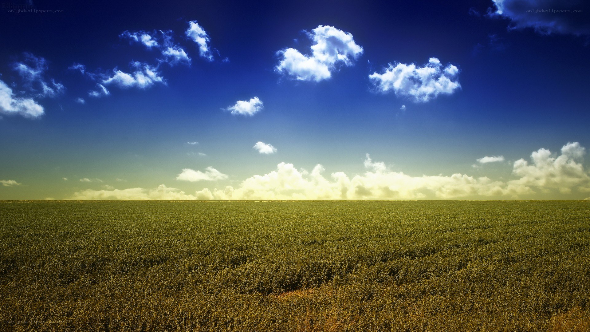 Green field under blue sky