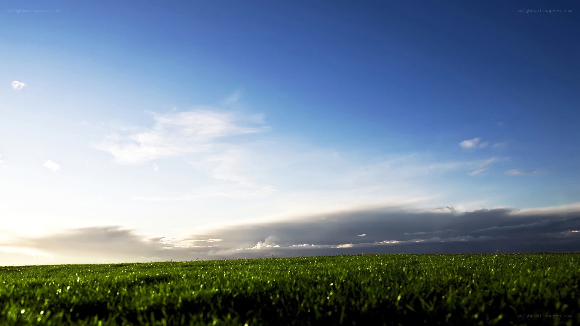 Green field under blue sky