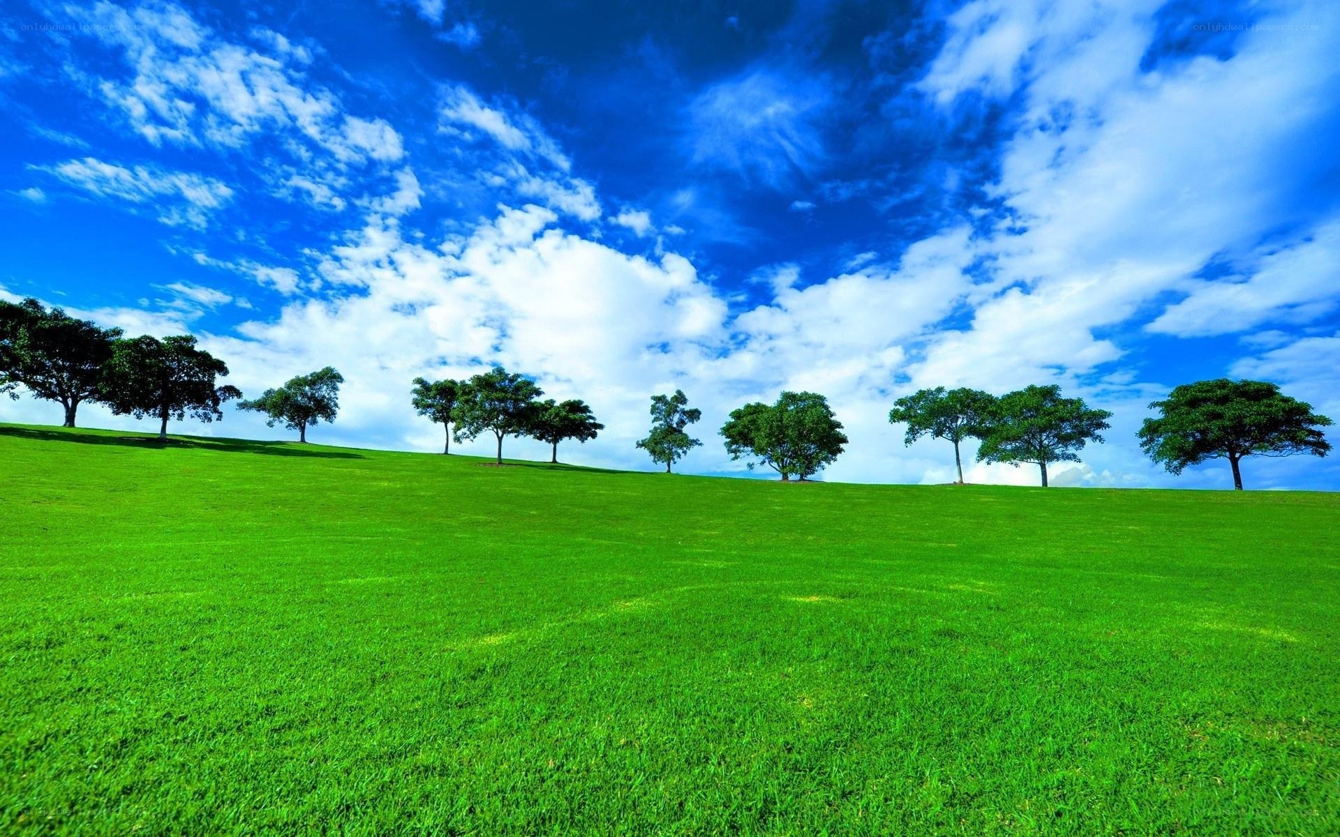 Green field under blue sky