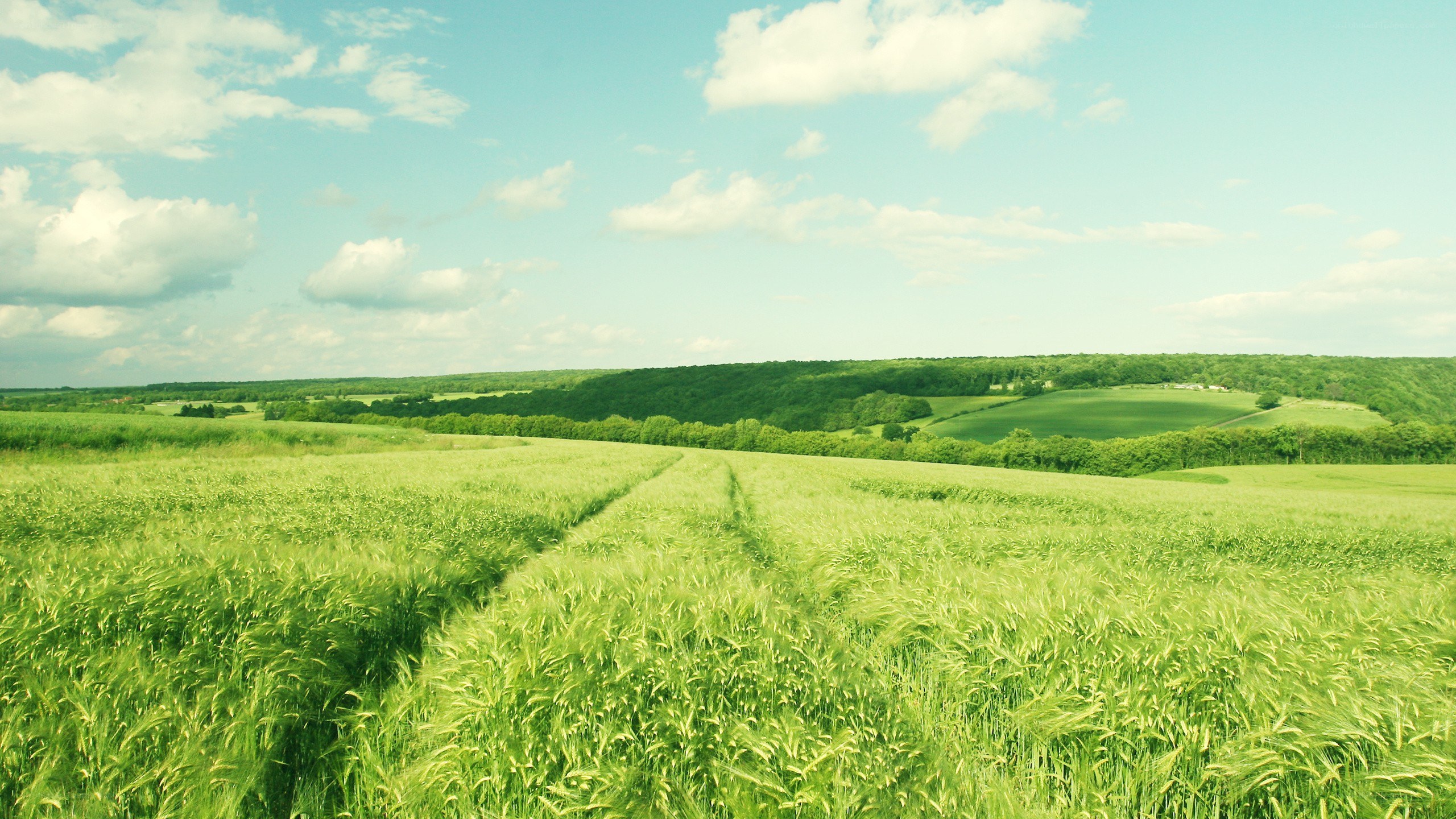 Green field under blue sky