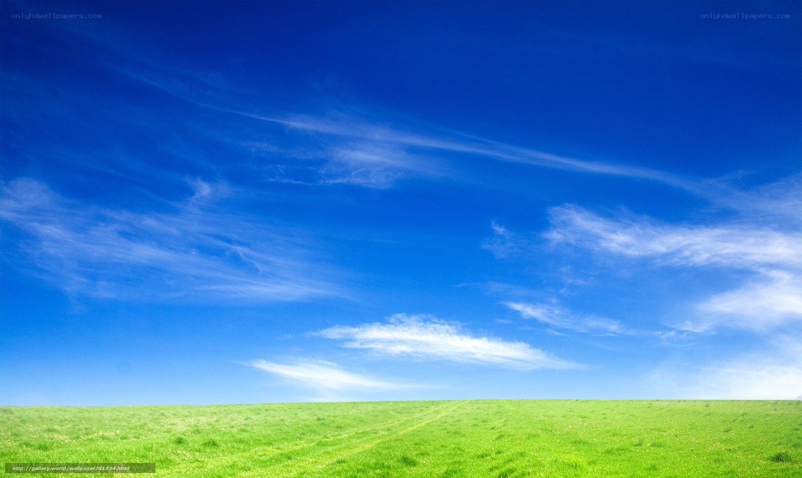 Green field under blue sky