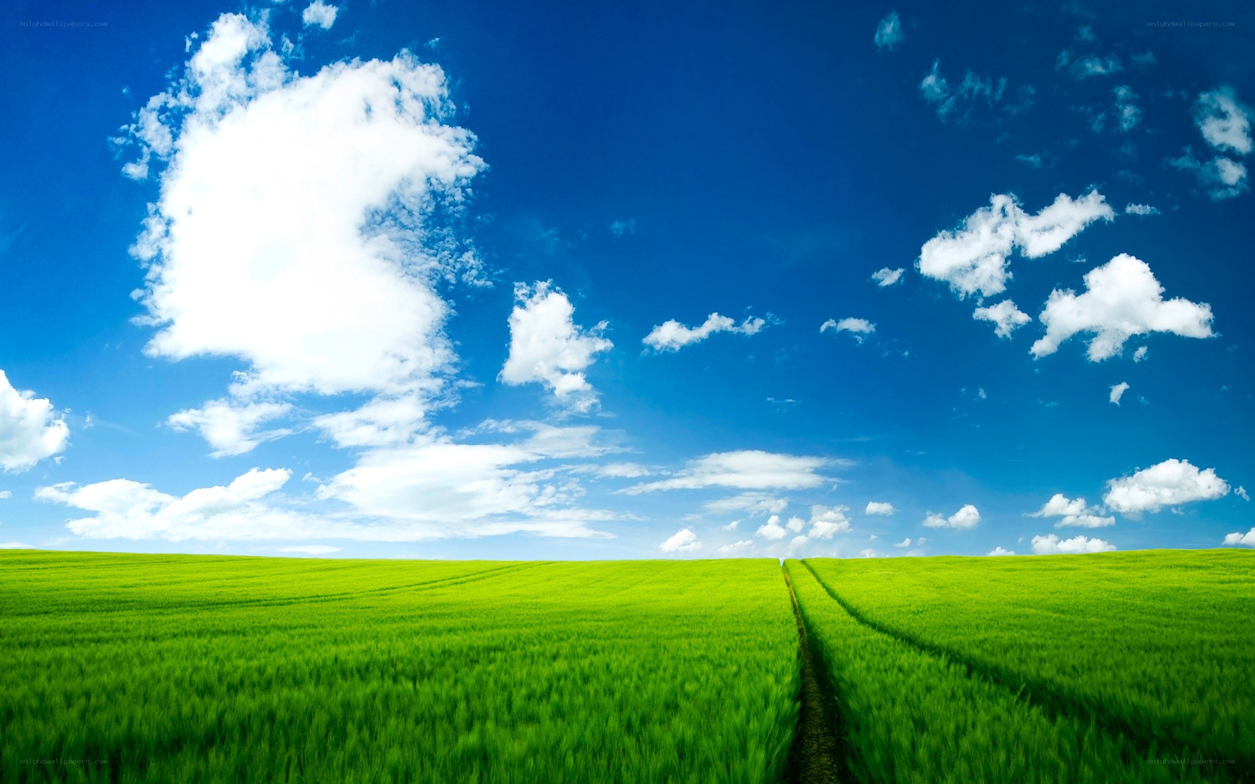 Green field under blue sky